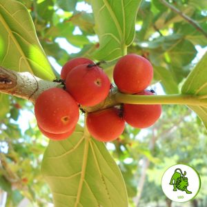 Zodiac Siṃha – Leo (Banyan)