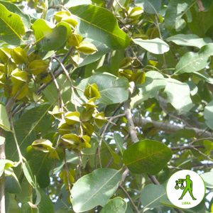 Zodiac Tulā – Libra (Arjuna)