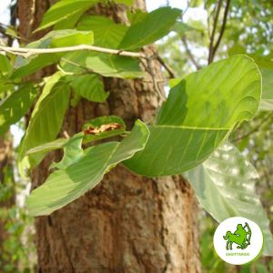 Zodiac Dhanuṣa – Sagittarius (Saal)