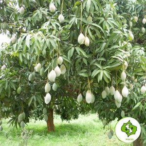 Zodiac Mīna – Pisces (Mango)