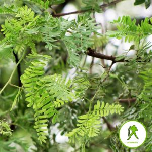 Zodiac Kumbha – Aquarius (Shami)