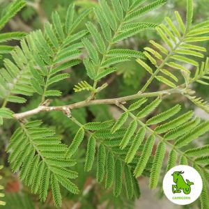 Zodiac Makara – Capricorn (Shami)