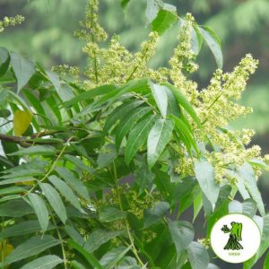 Zodiac Kanyā – Virgo (Reetha)