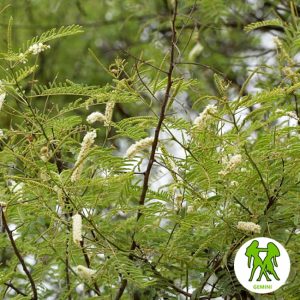 Zodiac Mithuna – Gemini (Khair)