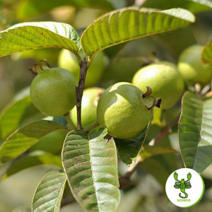 Zodiac Vṛścika – Scorpio (Guava)